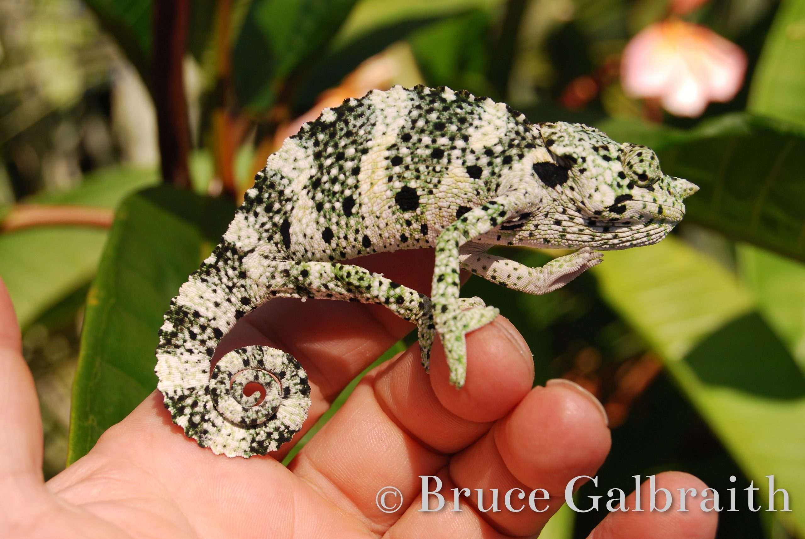 Giant One-Horned Chameleon — photo 1
