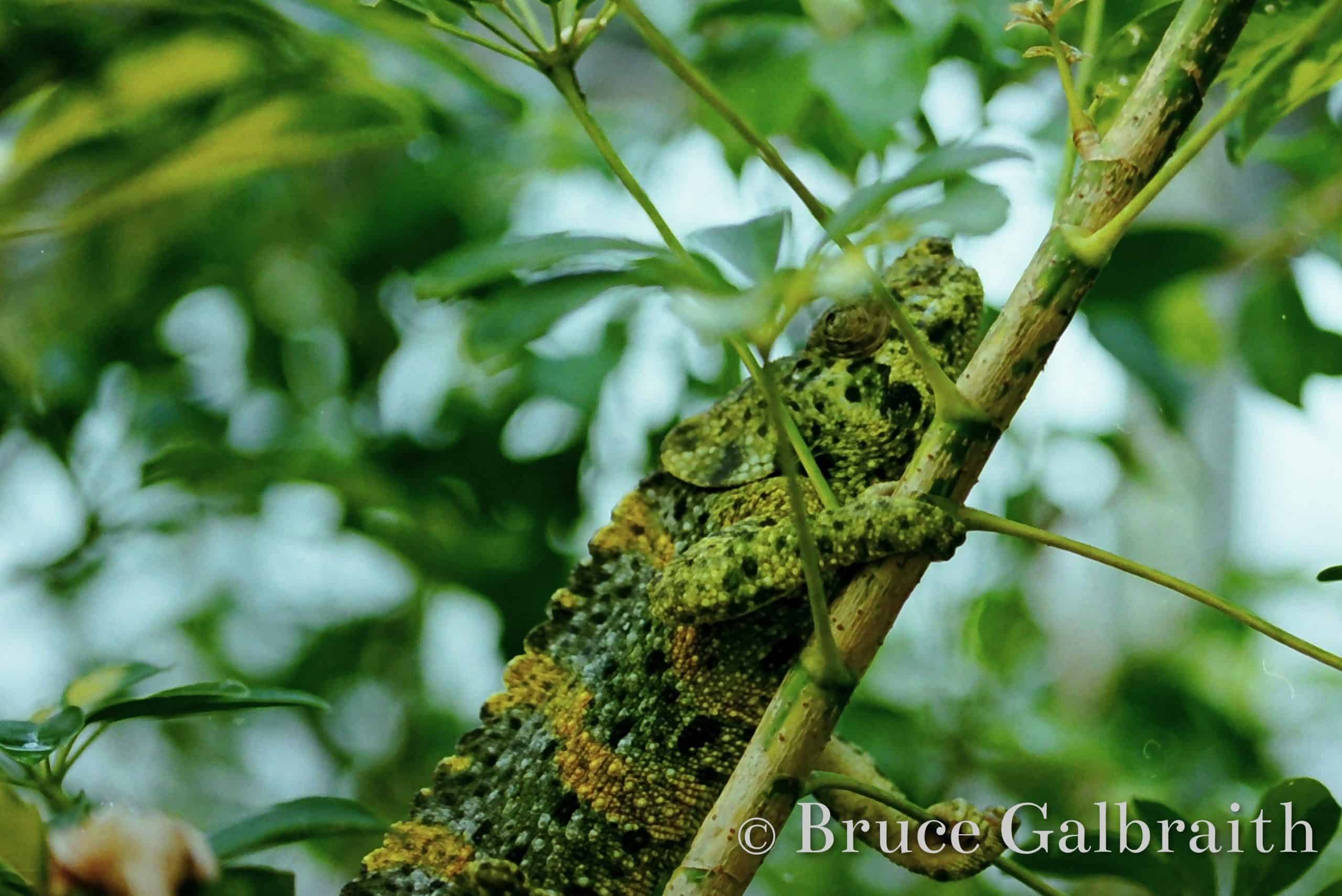 Giant One-Horned Chameleon — photo 2