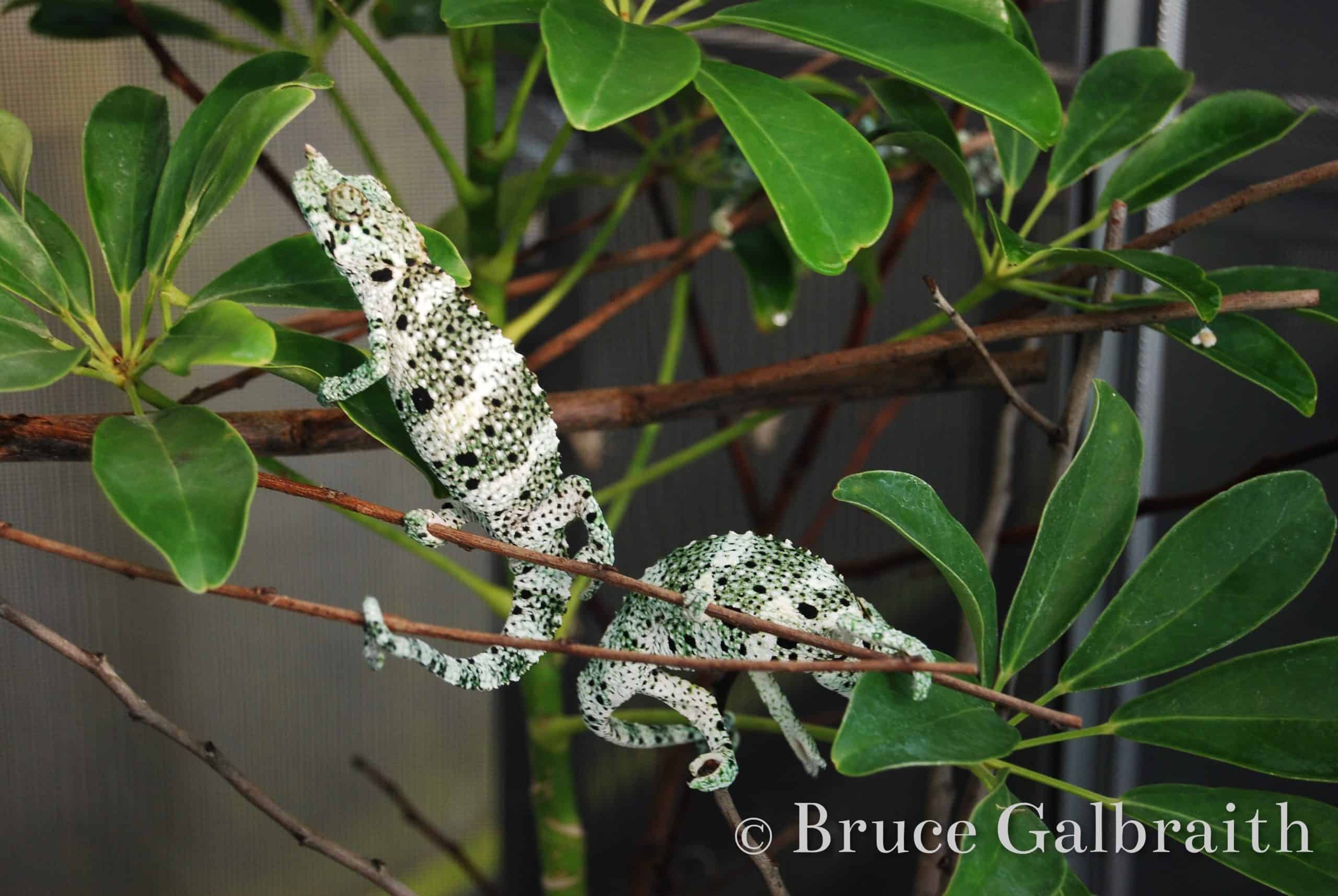 Giant One-Horned Chameleon — photo 3