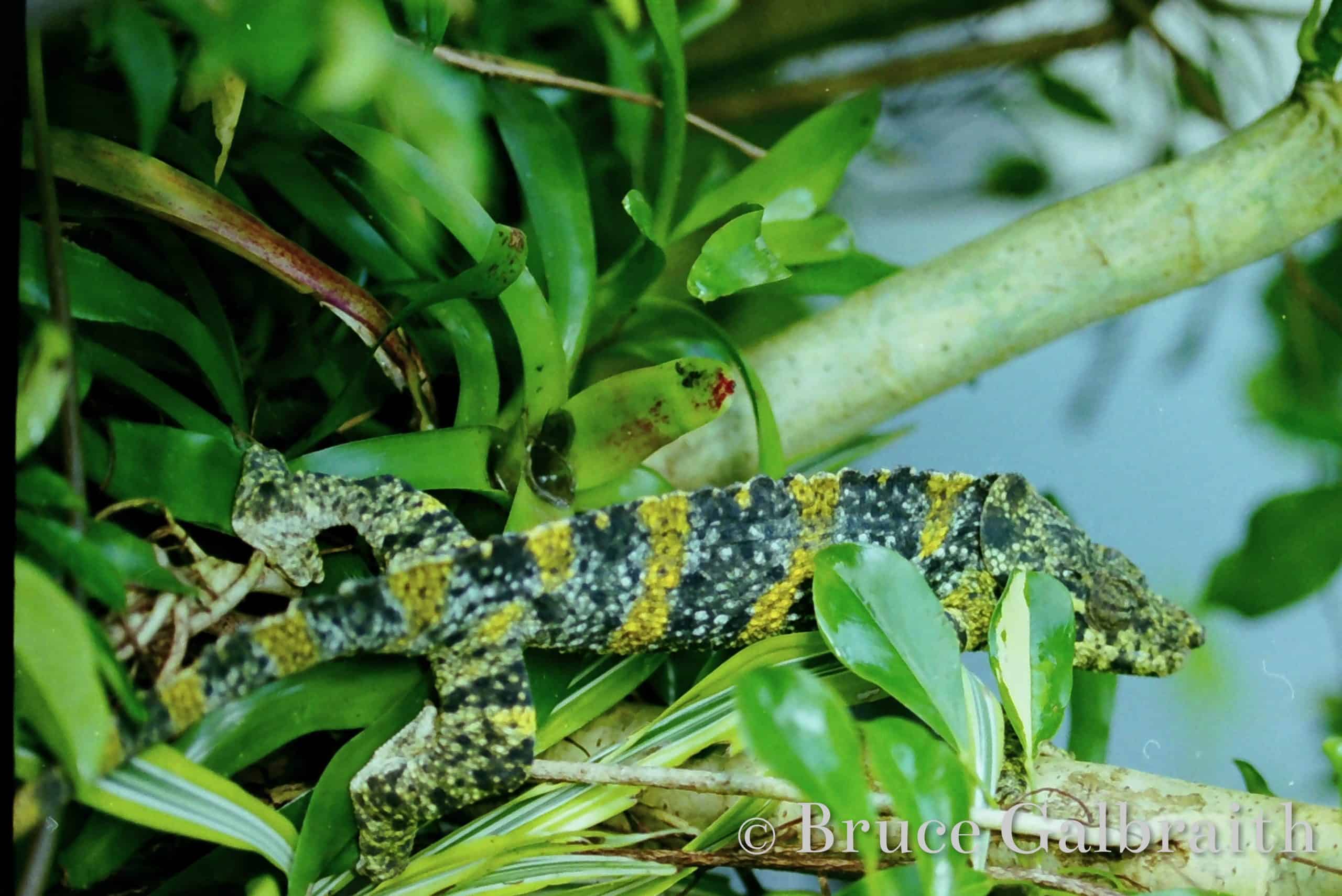 Giant One-Horned Chameleon — photo 4