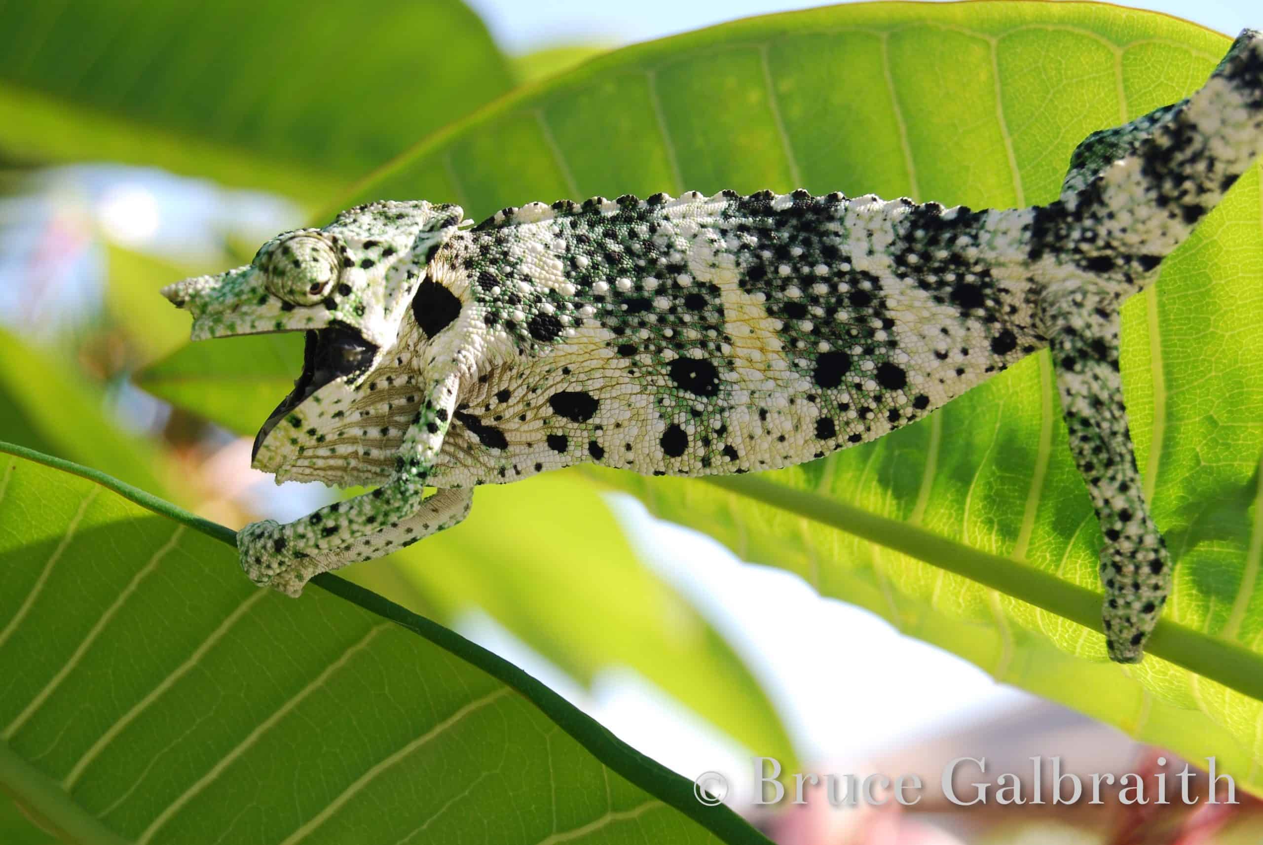 Giant One-Horned Chameleon — photo 5