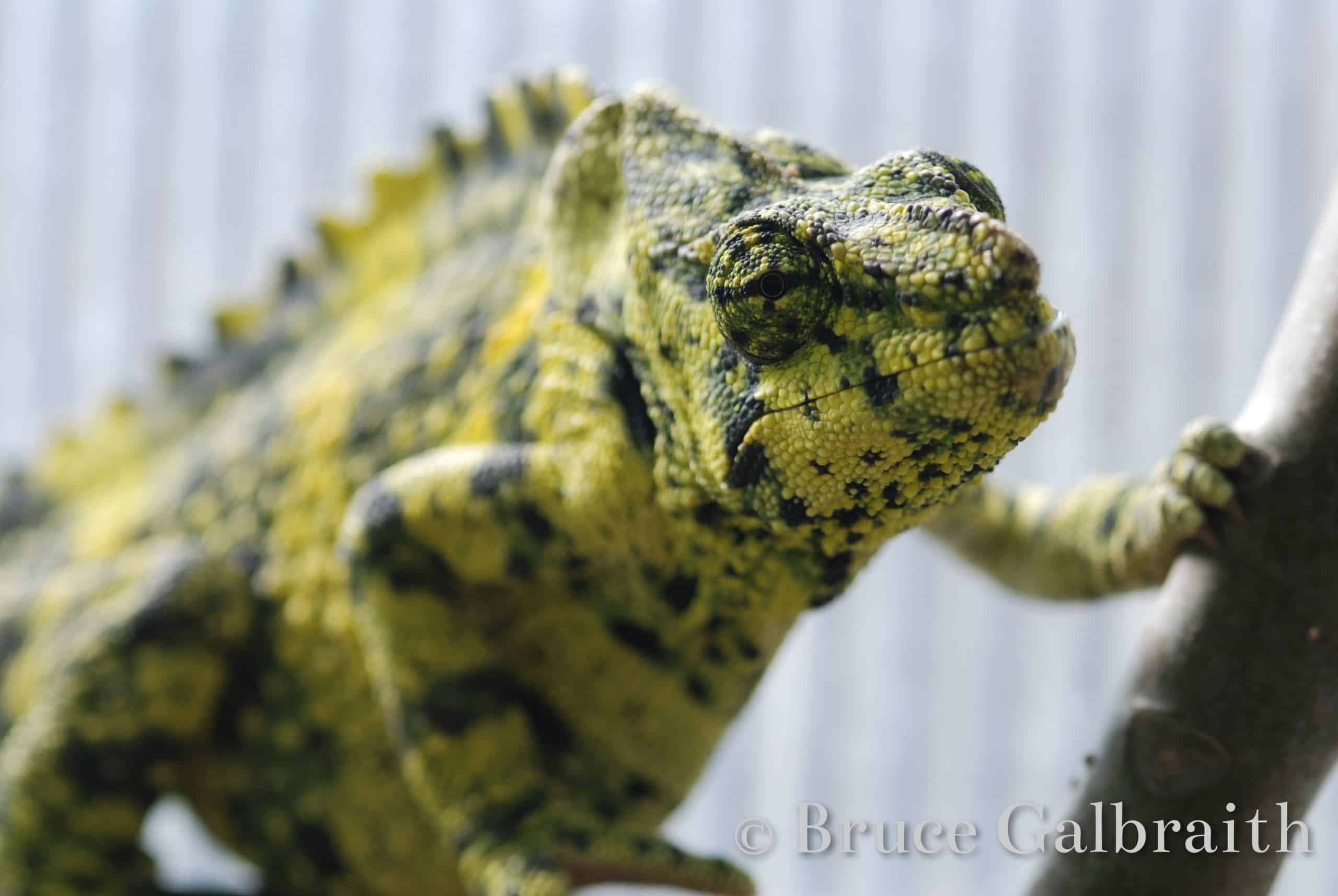 Giant One-Horned Chameleon — photo 6