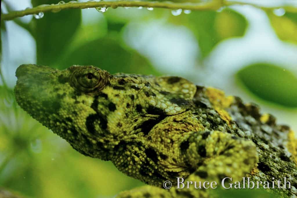 Giant One-Horned Chameleon — photo 8