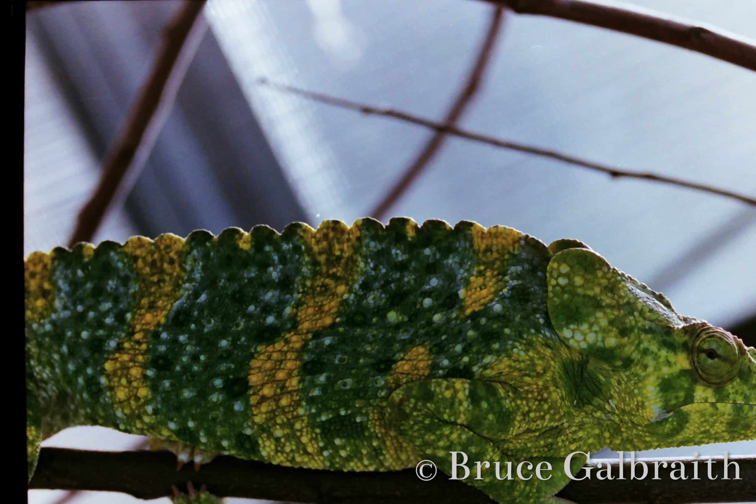 Giant One-Horned Chameleon — photo 9