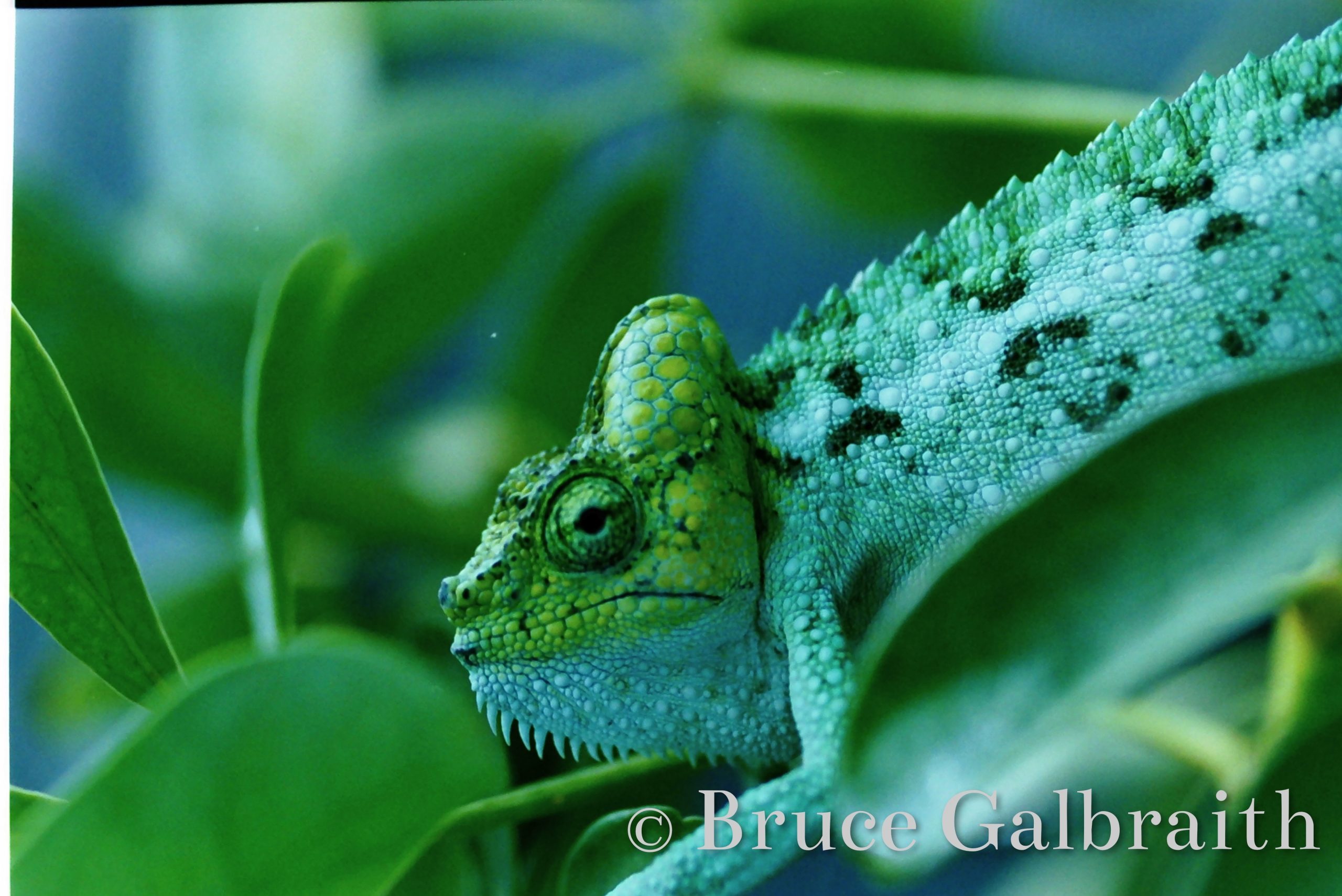 Helmeted / Mountain High Casqued Chameleon — photo 2
