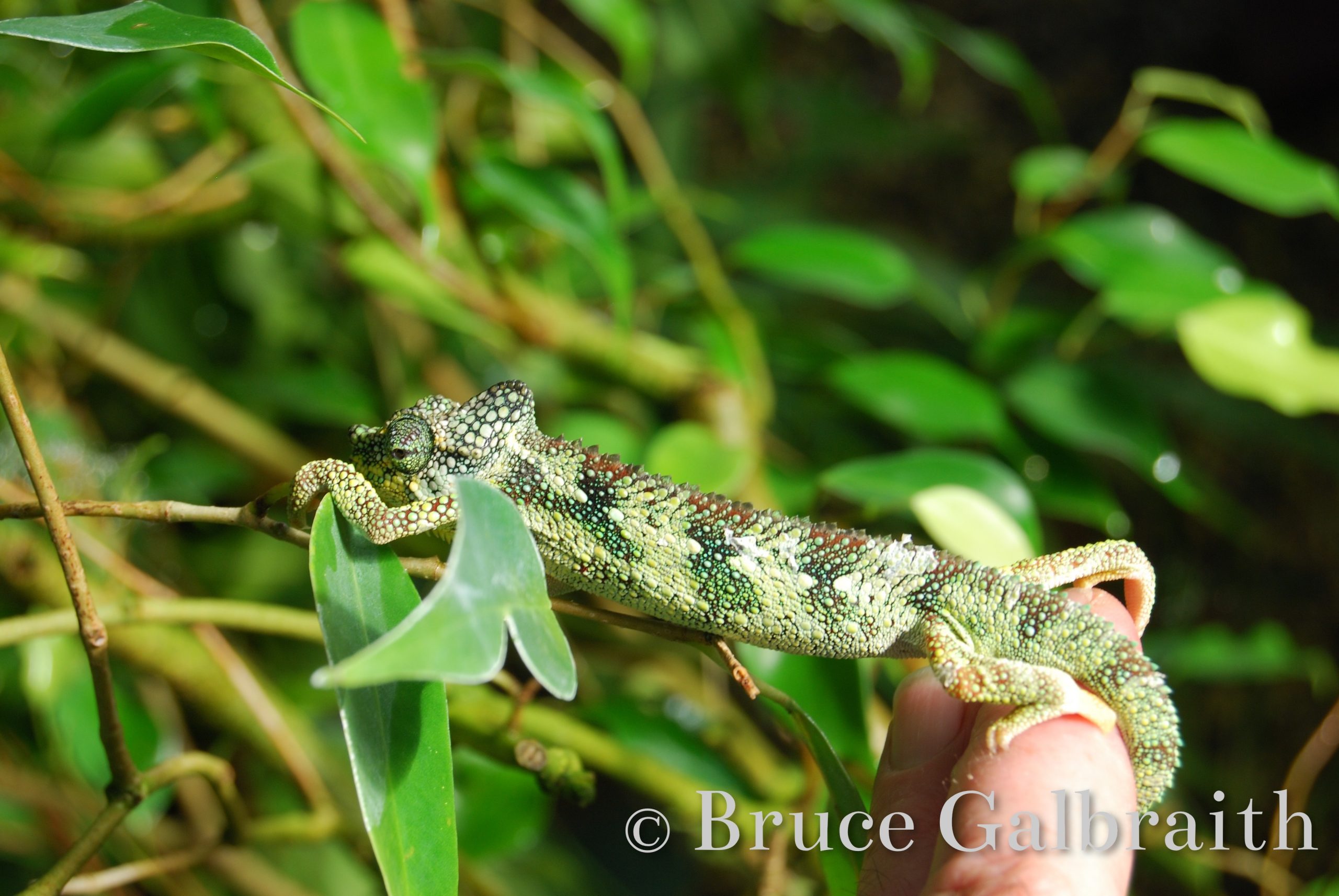 Helmeted / Mountain High Casqued Chameleon — photo 3