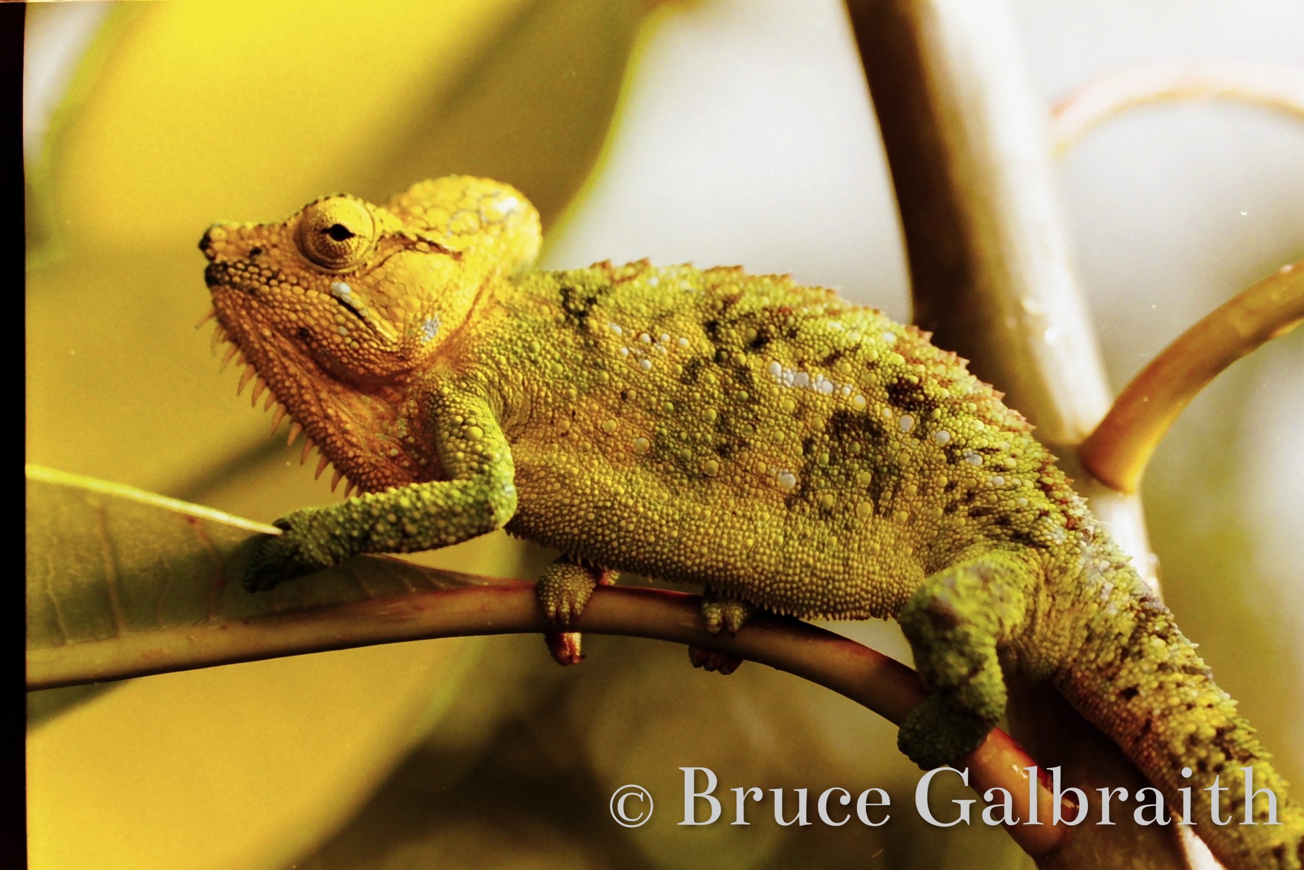 Helmeted / Mountain High Casqued Chameleon — photo 4