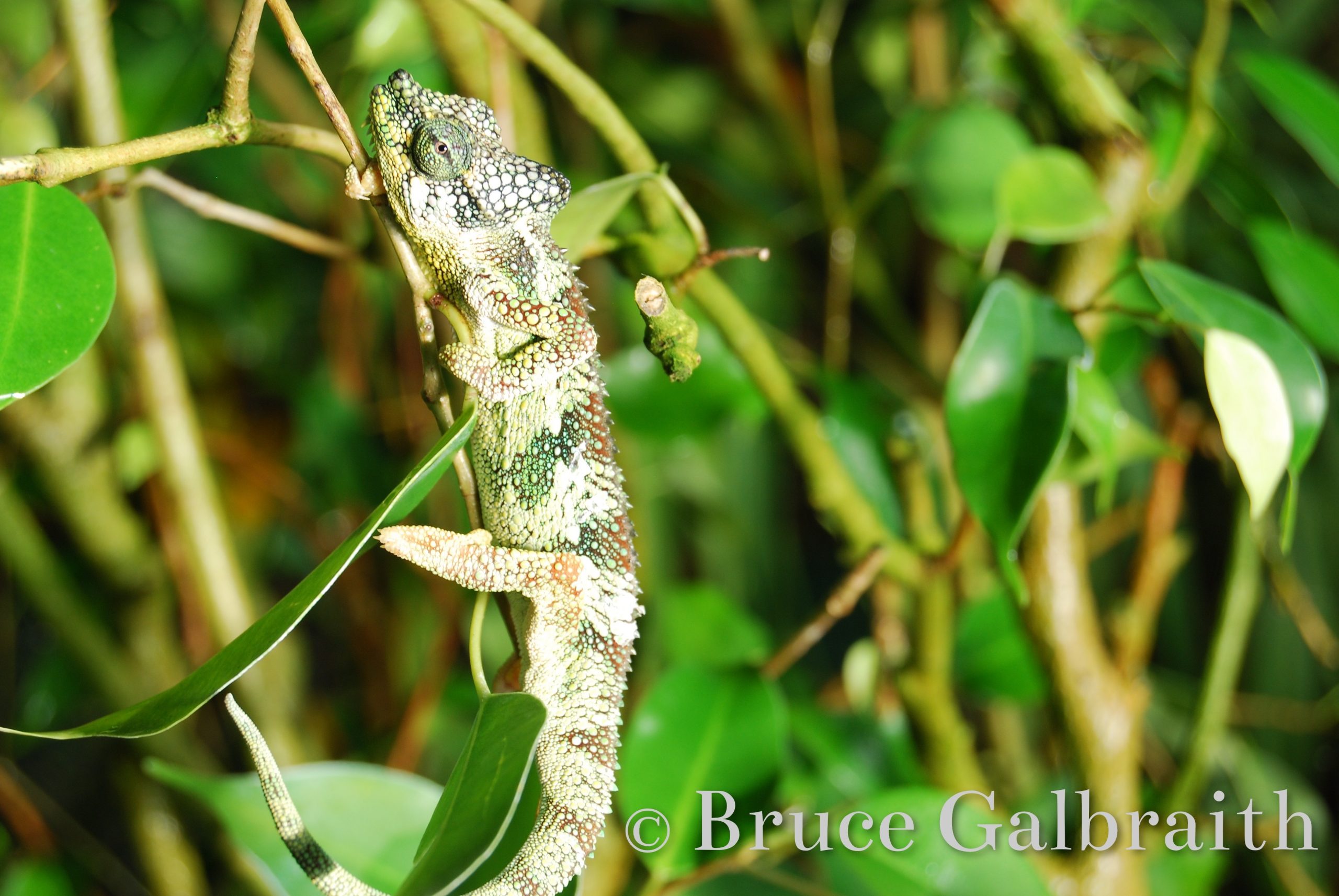 Helmeted / Mountain High Casqued Chameleon — photo 5
