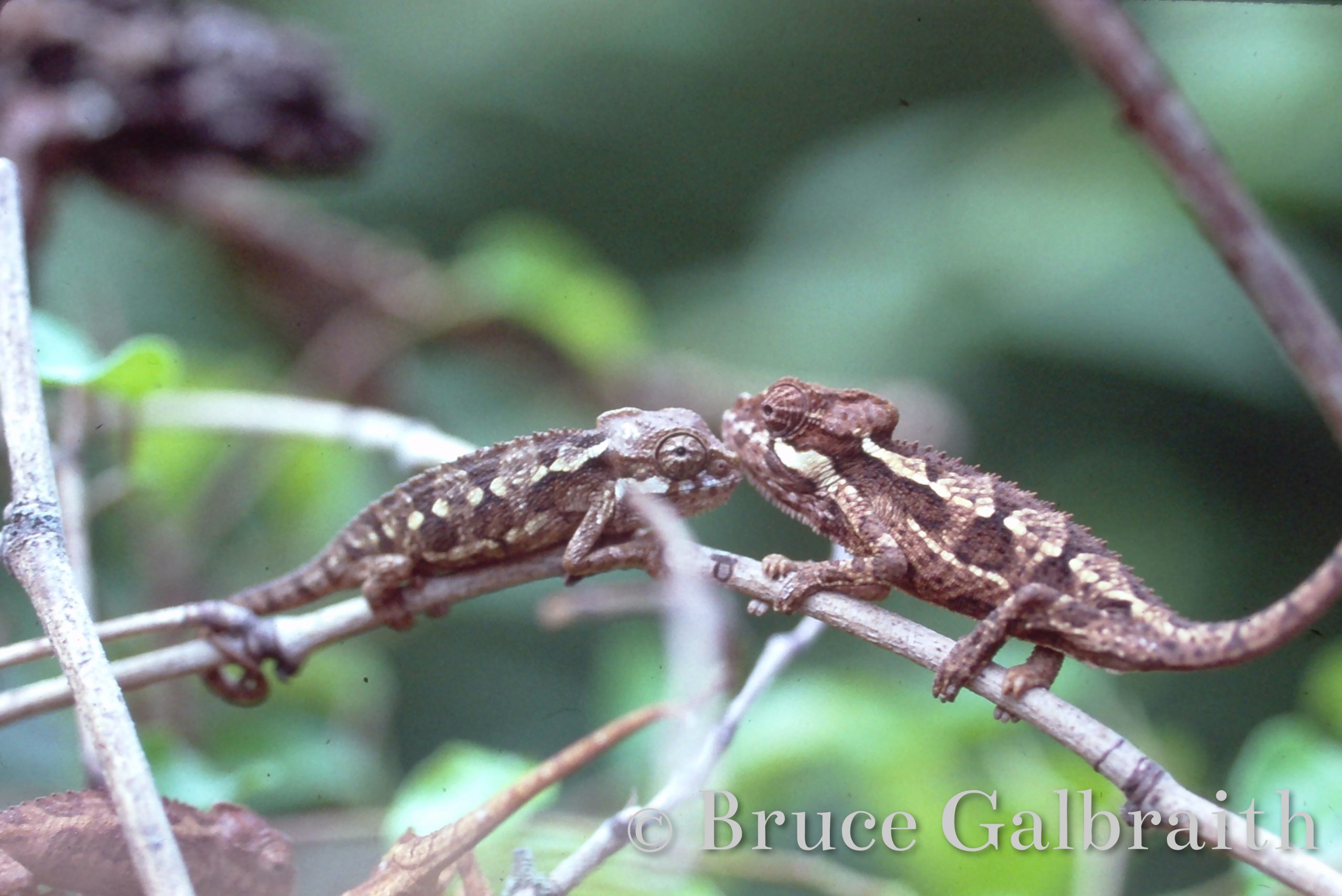 Helmeted / Mountain High Casqued Chameleon — photo 6