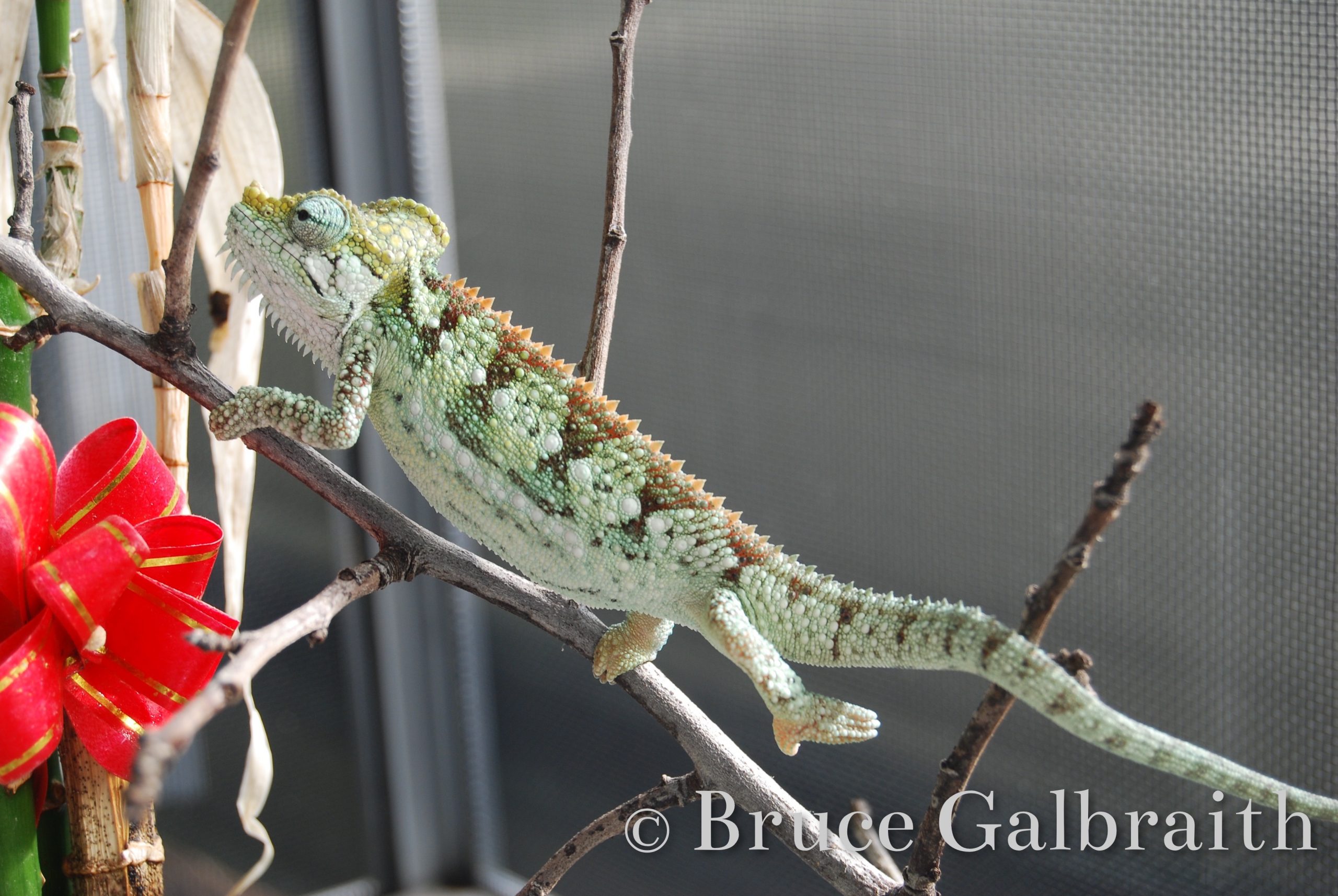 Helmeted / Mountain High Casqued Chameleon — photo 7