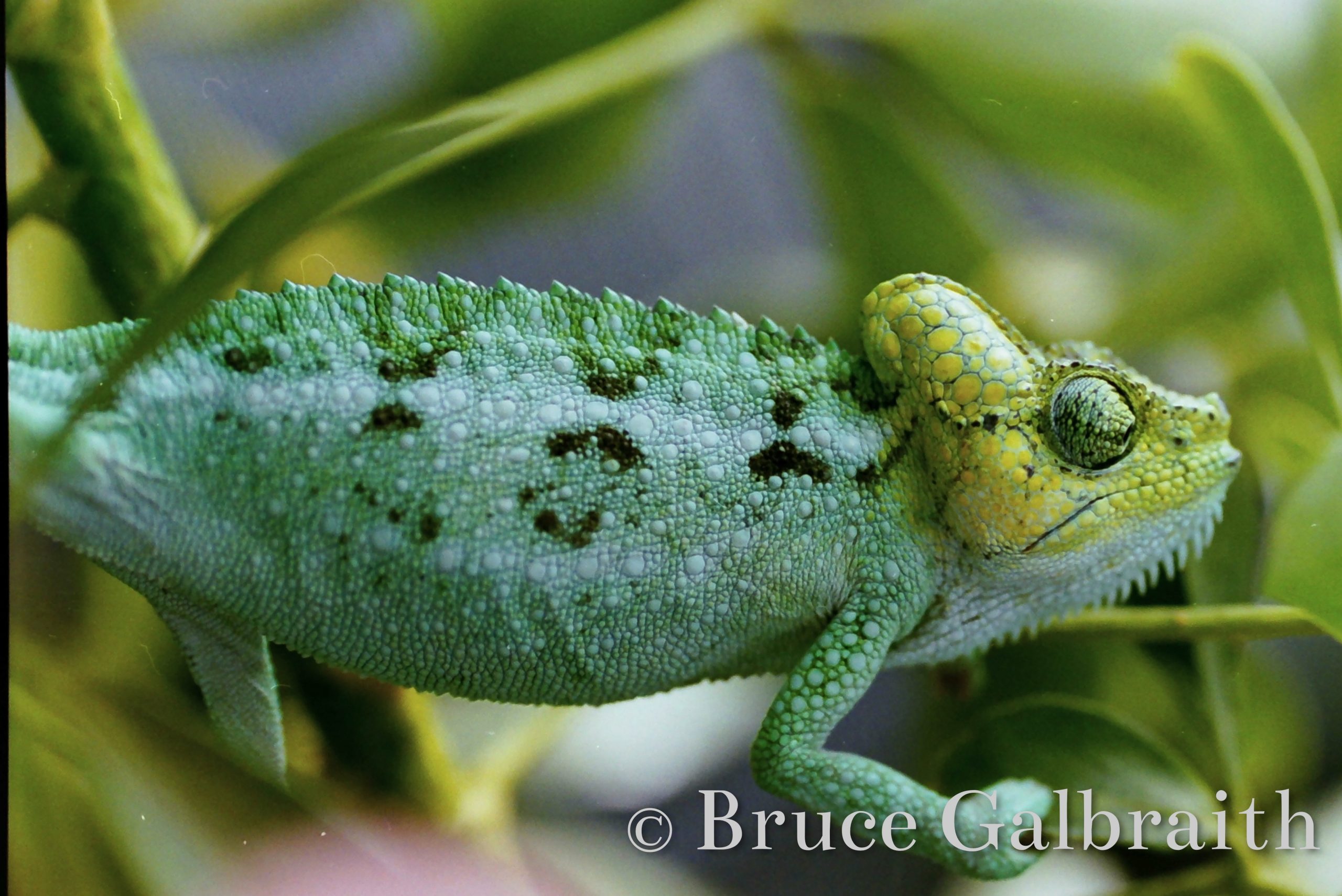 Helmeted / Mountain High Casqued Chameleon — photo 8