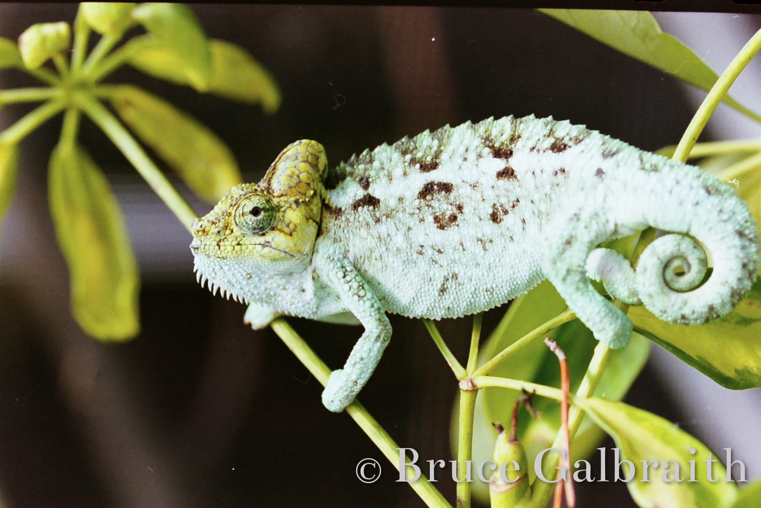 Helmeted / Mountain High Casqued Chameleon — photo 9