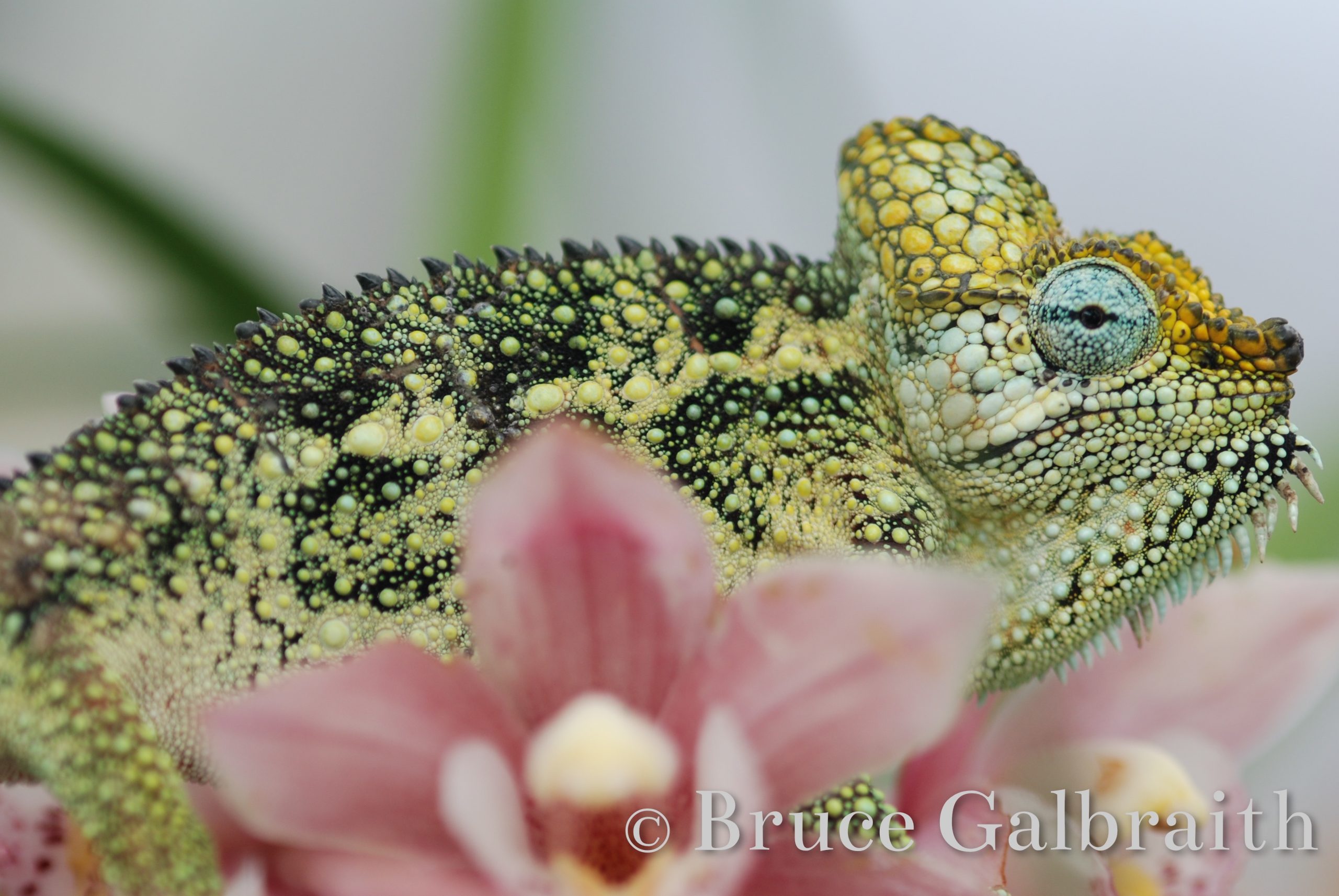 Helmeted / Mountain High Casqued Chameleon — photo 10