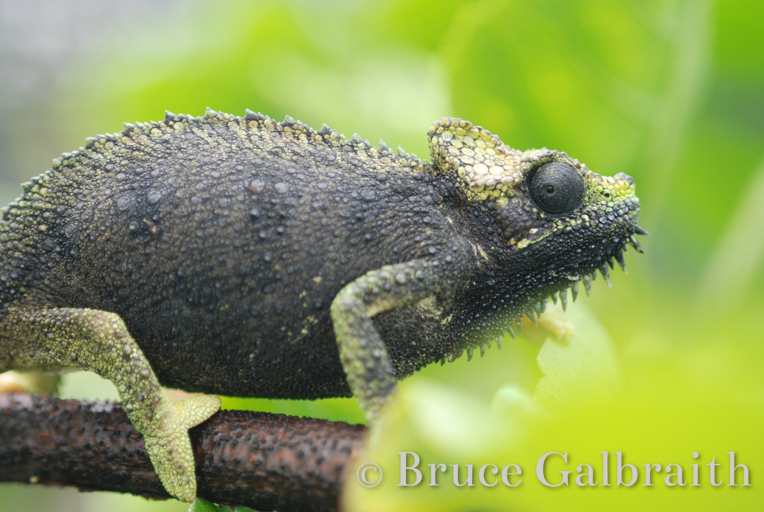 Helmeted / Mountain High Casqued Chameleon — photo 11