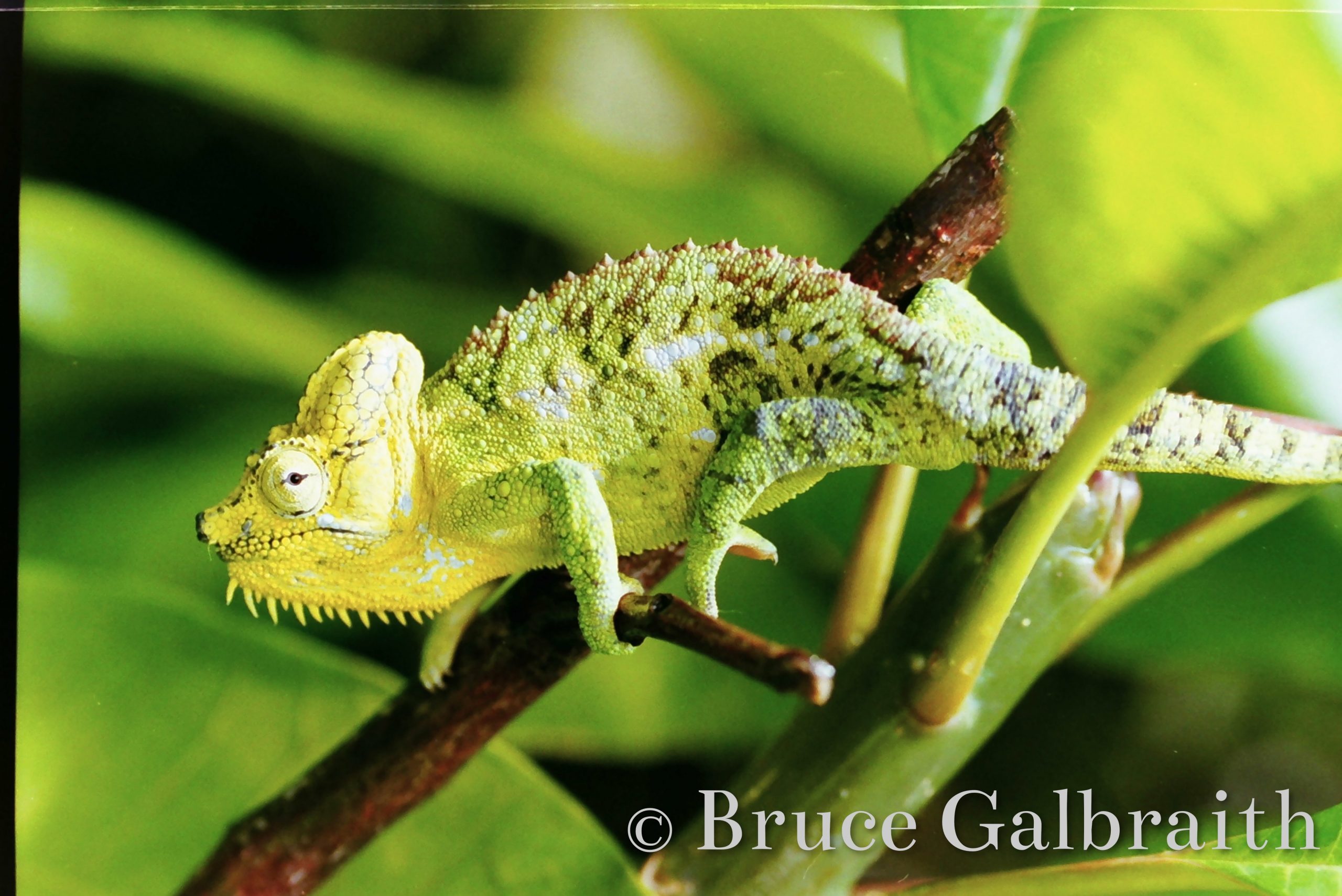 Helmeted / Mountain High Casqued Chameleon — photo 12