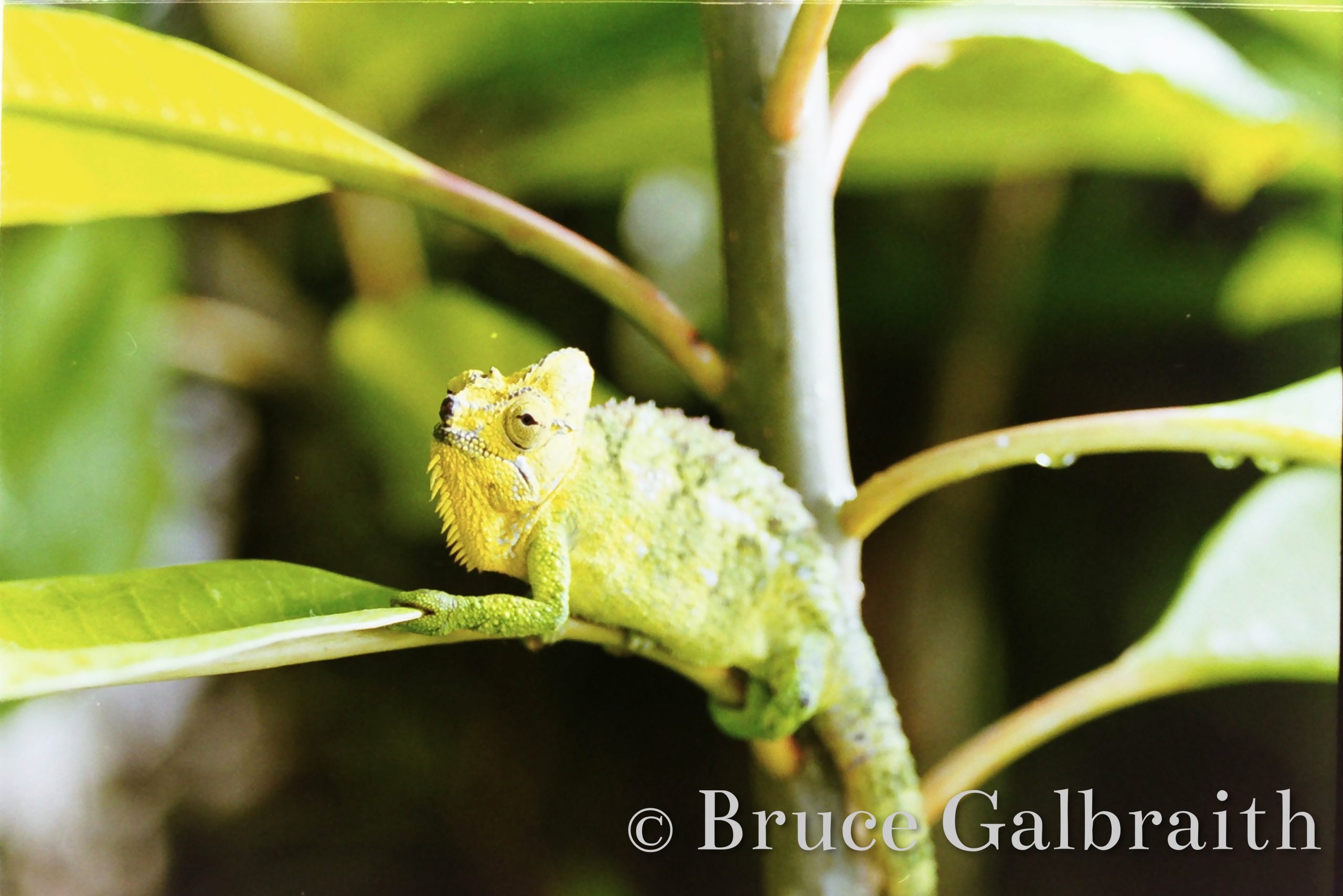 Helmeted / Mountain High Casqued Chameleon — photo 13