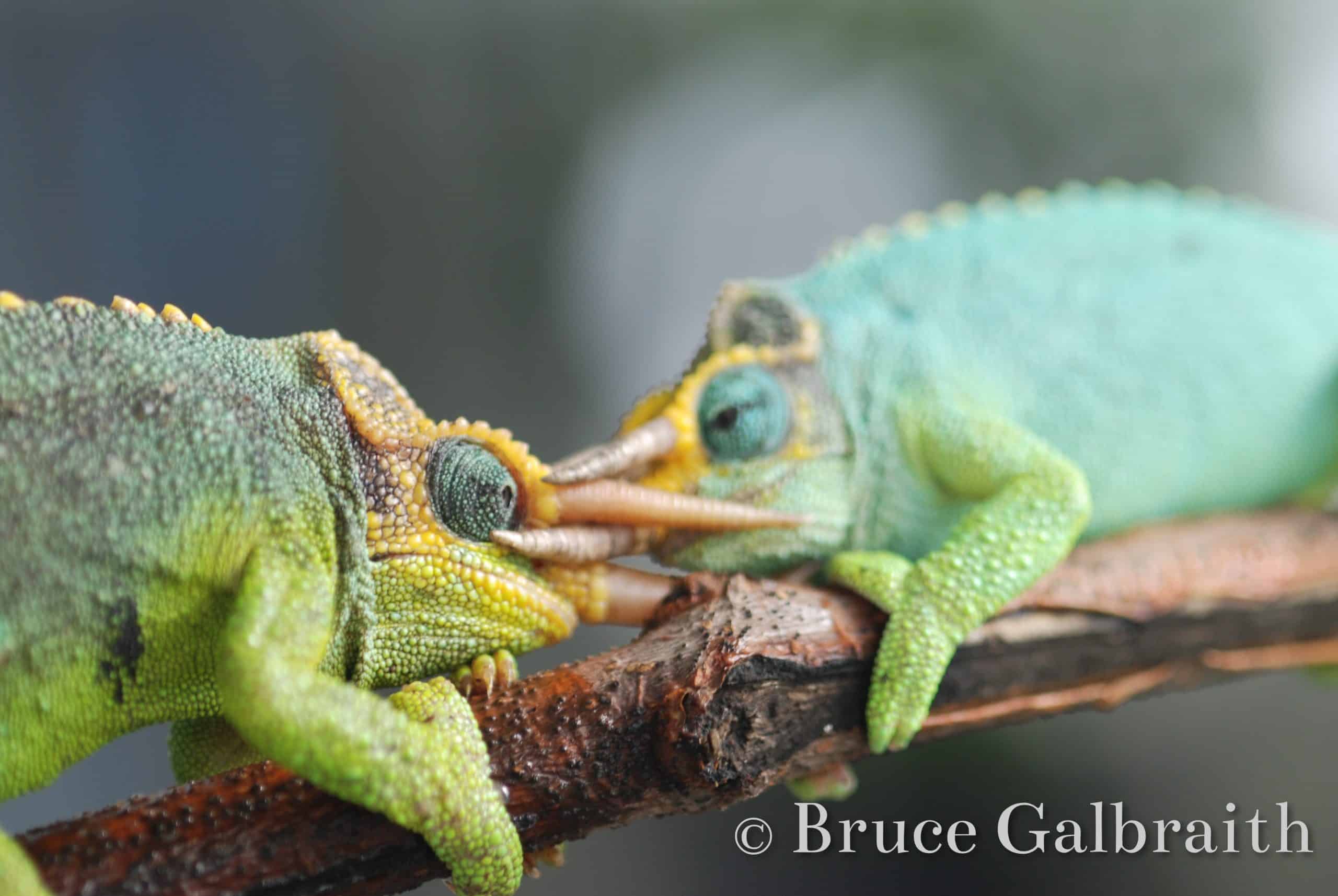 Mt. Meru Three-Horned Chameleon — photo 1