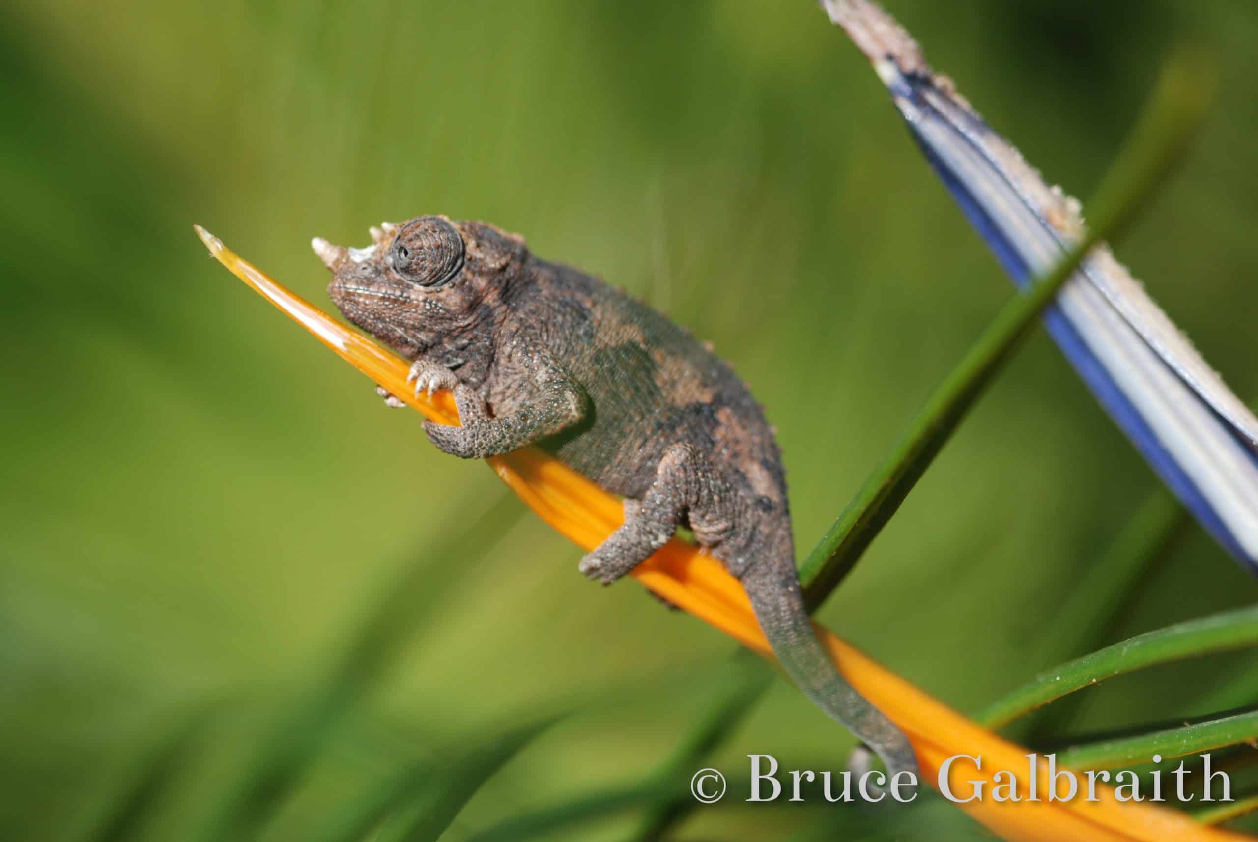 Mt. Meru Three-Horned Chameleon — photo 2