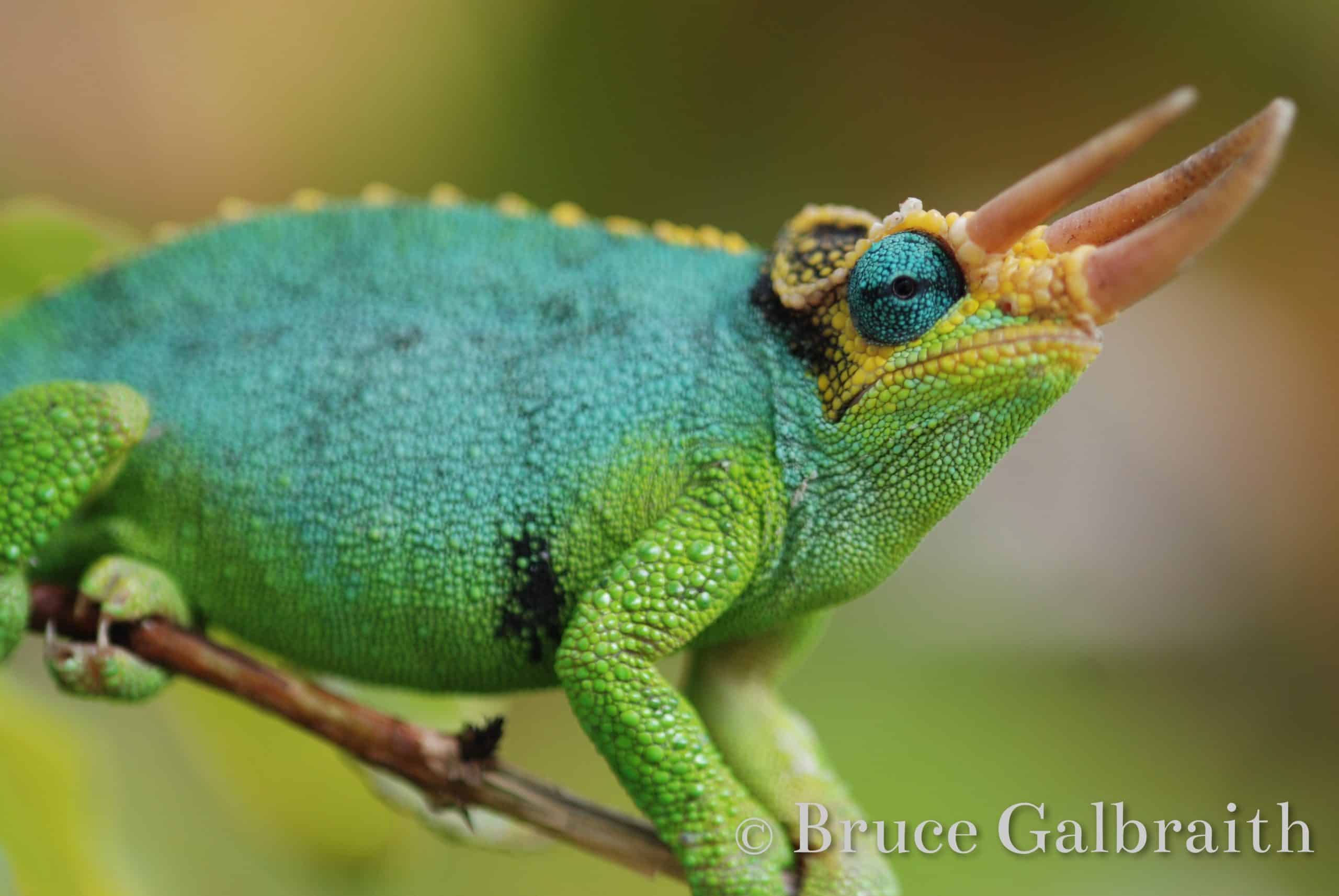 Mt. Meru Three-Horned Chameleon — photo 3