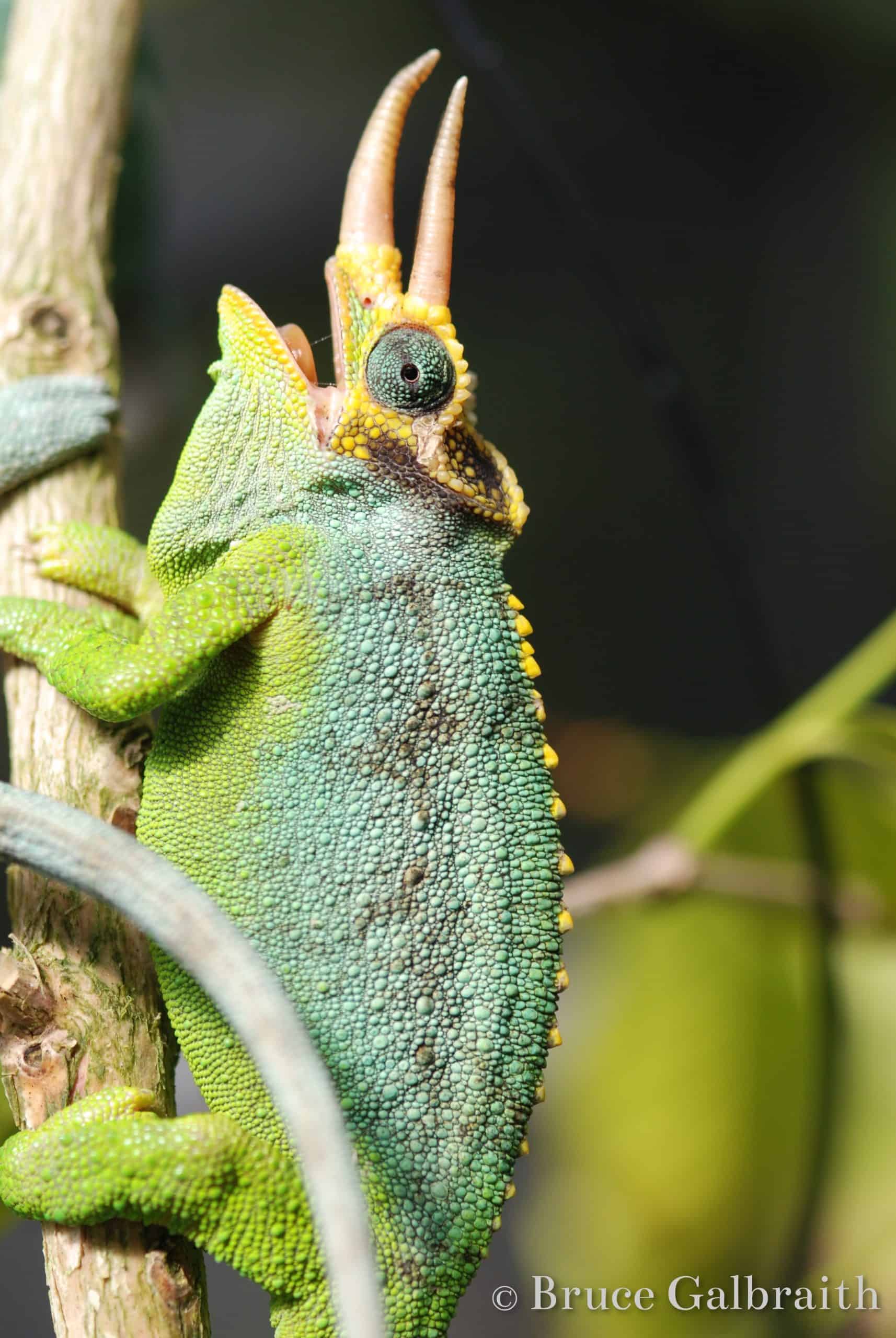 Mt. Meru Three-Horned Chameleon — photo 4
