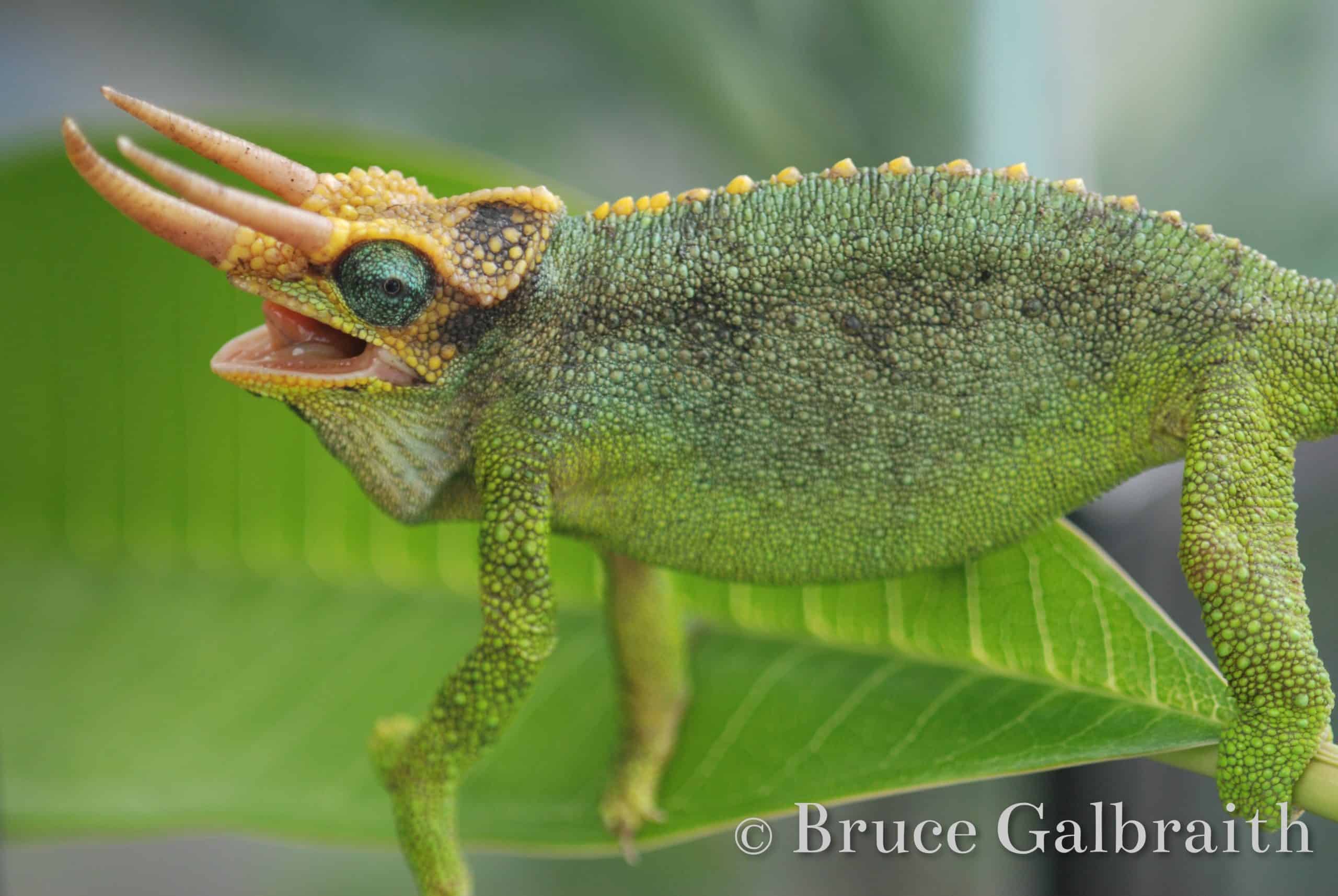 Mt. Meru Three-Horned Chameleon — photo 5