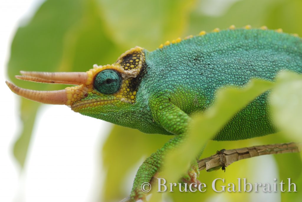 Mt. Meru Three-Horned Chameleon — photo 6