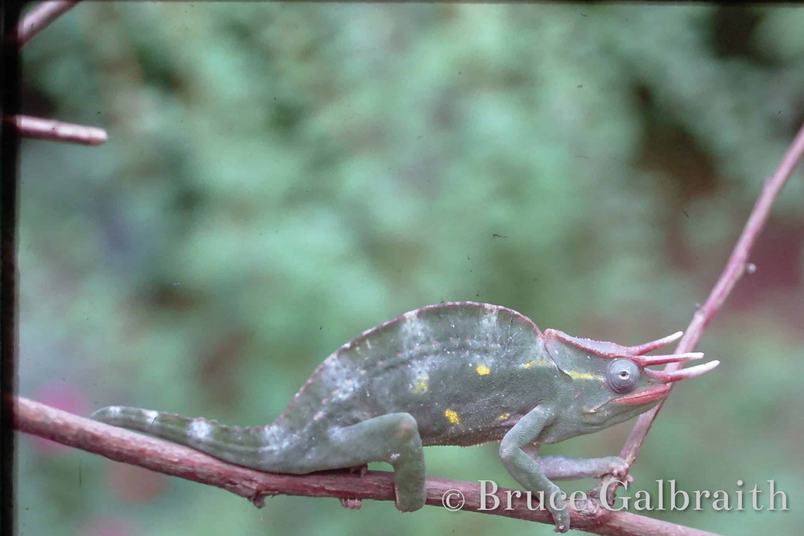 Trioceros Deremensis — photo 1