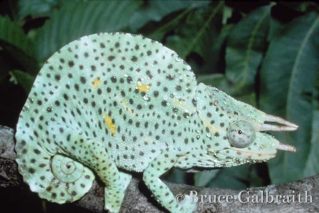 Trioceros Deremensis — photo 2
