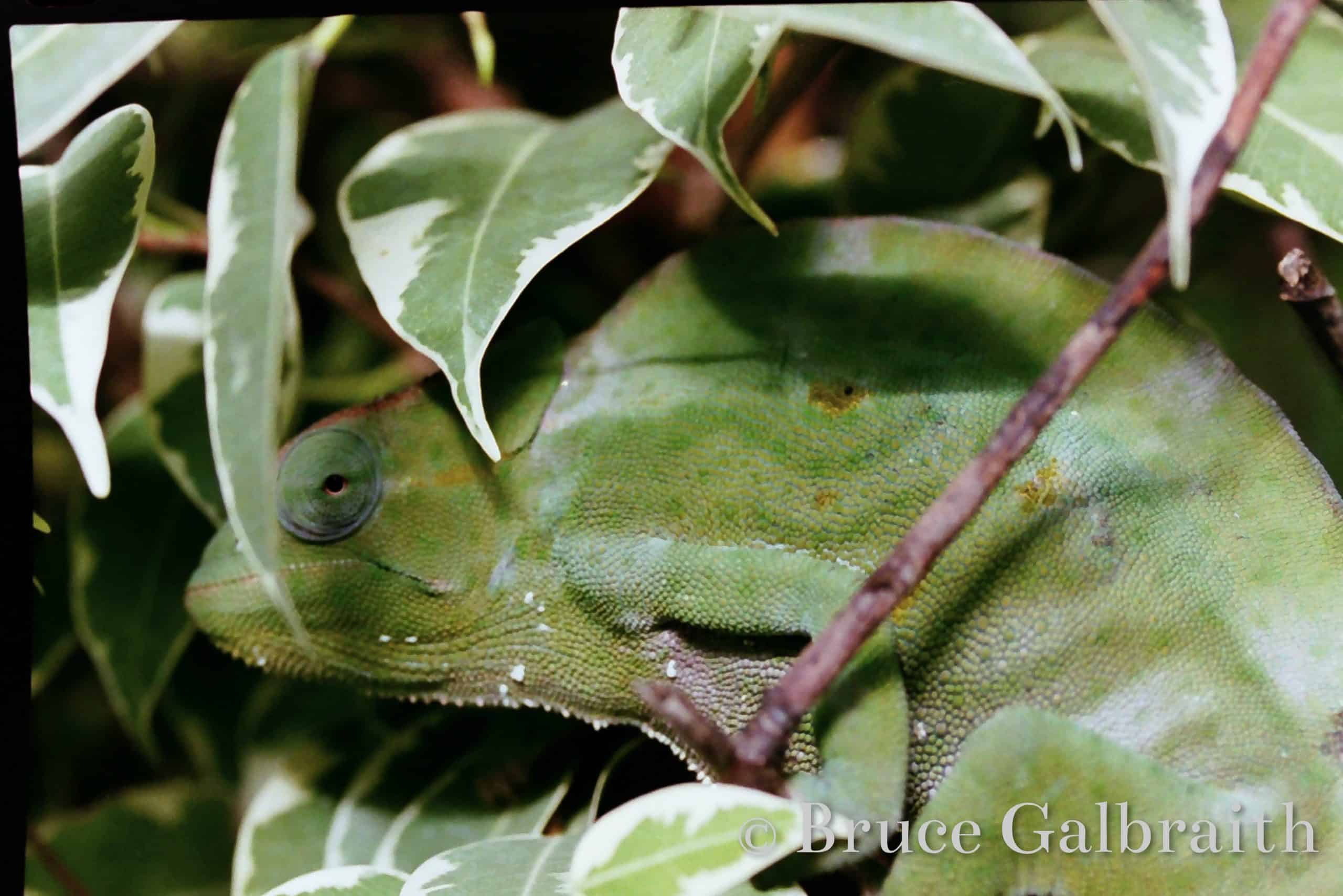 Trioceros Deremensis — photo 4