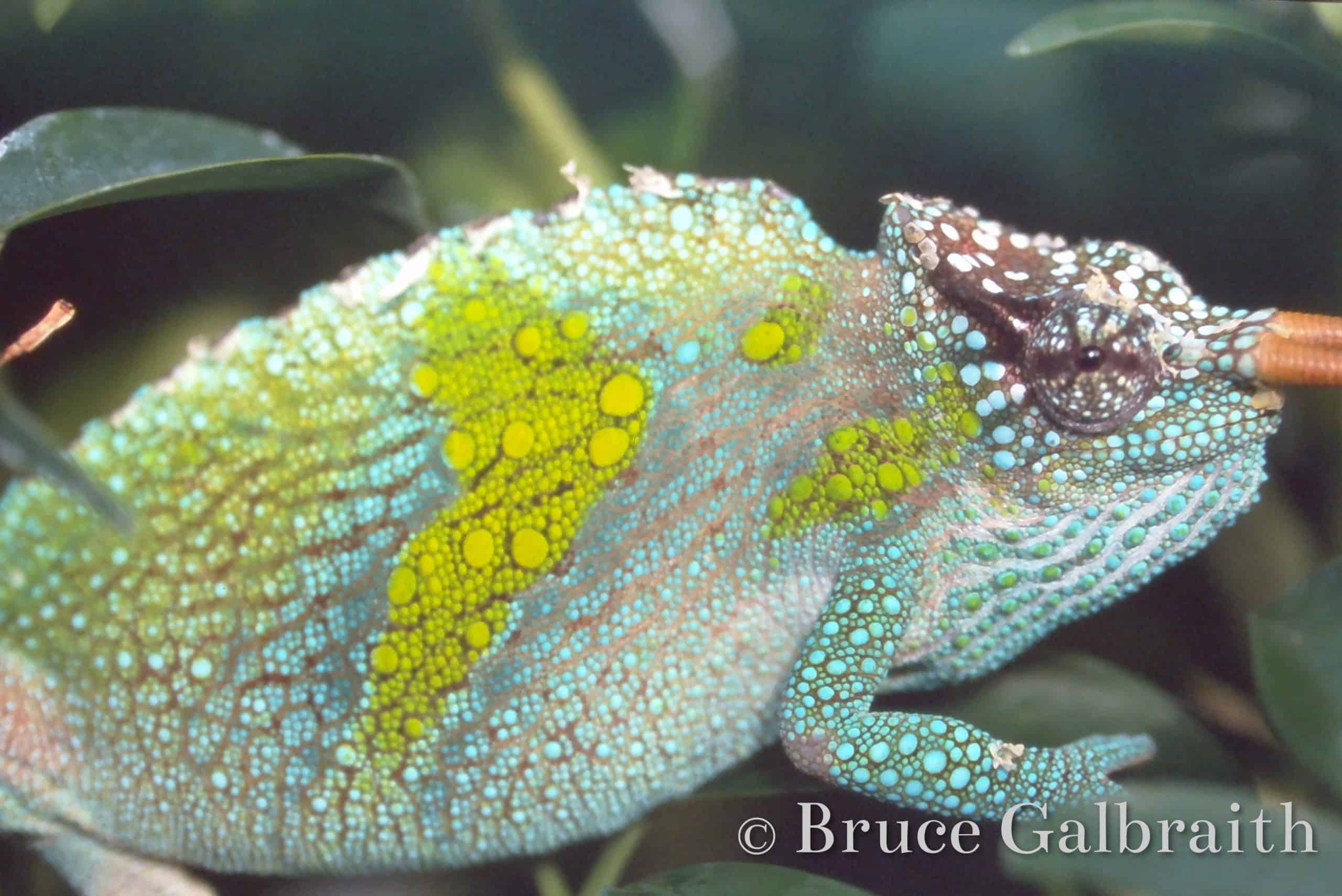 Trioceros Montium — photo 1