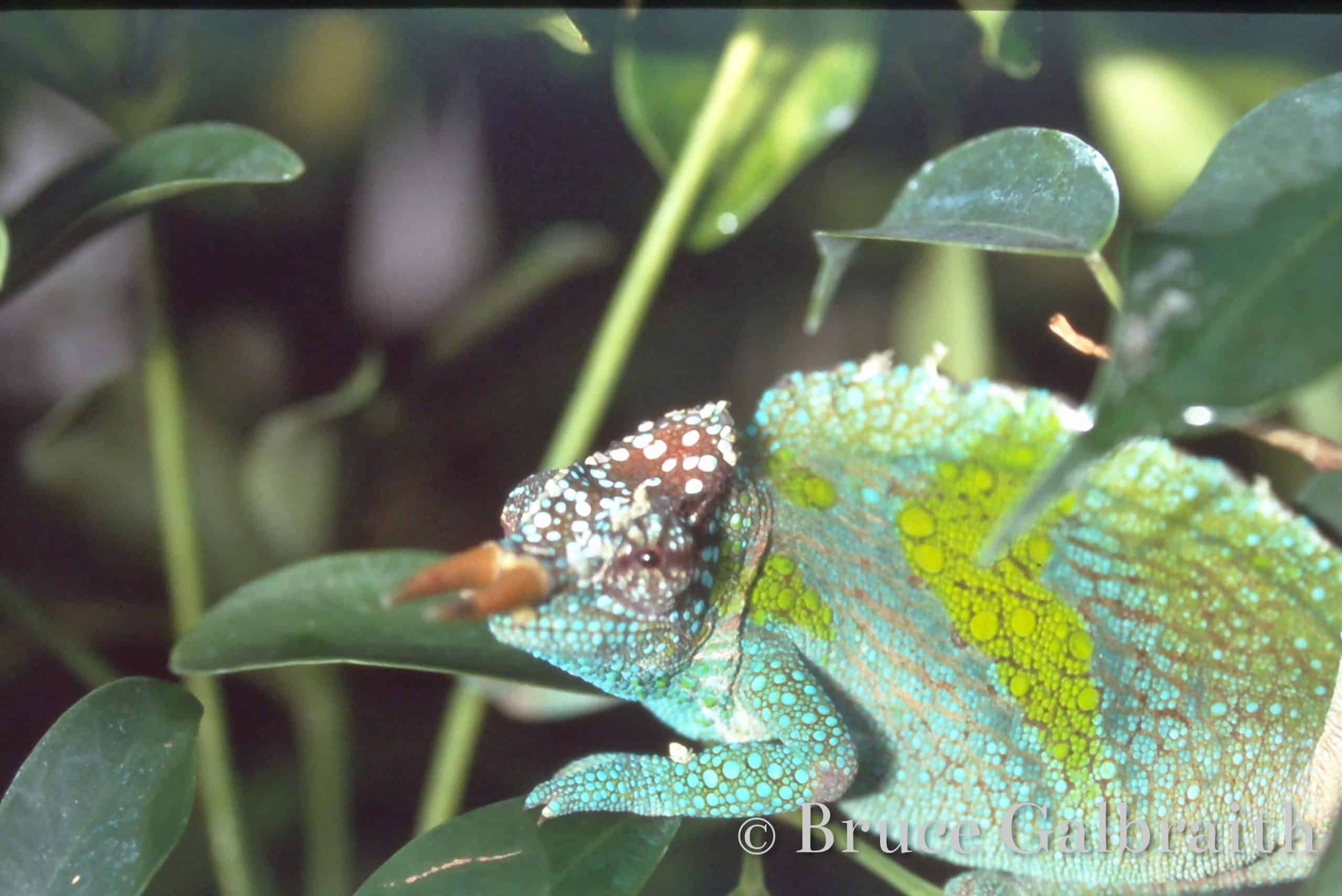 Trioceros Montium — photo 2
